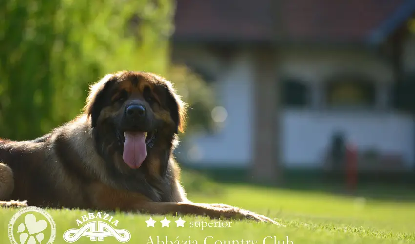 Abbzia Country Club Nemesnp - Hsvt - teljes elrefizetssel (min. 2 j)