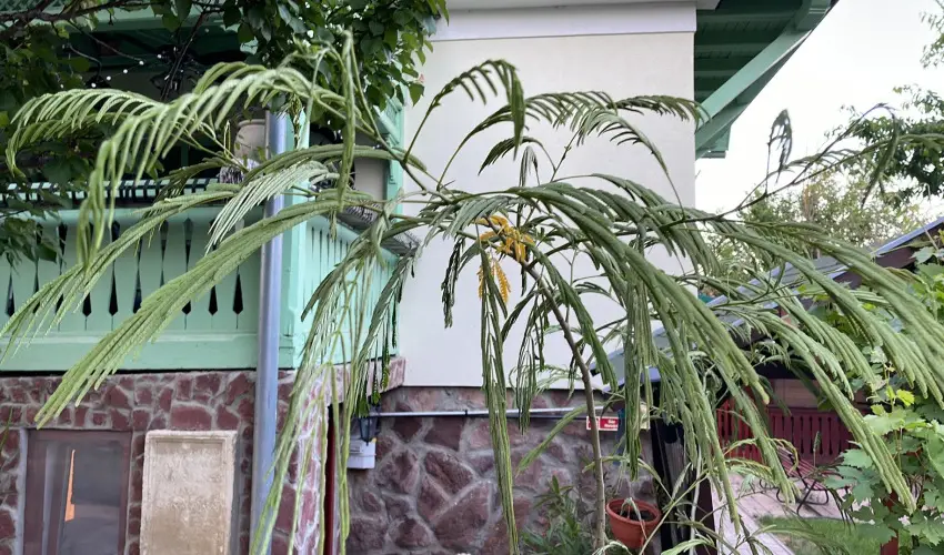 dm Apartman Balatonfldvr - Hsvt 