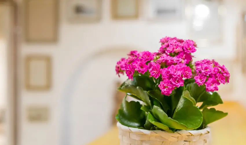 dm Apartman Balatonfldvr - Hsvt 