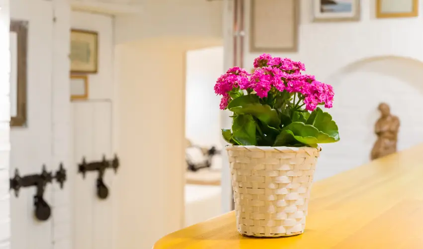 dm Apartman Balatonfldvr - Hsvt 