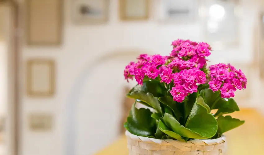 dm Apartman Balatonfldvr - Hsvt 