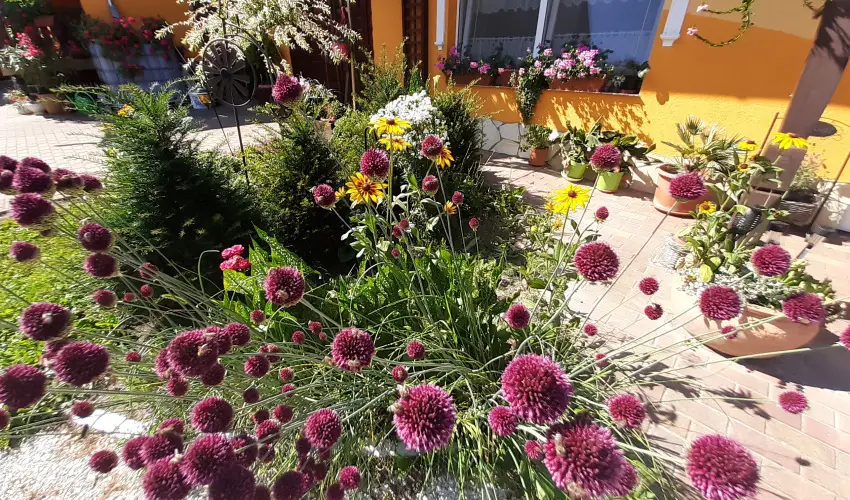 Andrea Vendghz Kehidakustny - Hsvt (min. 3 j)