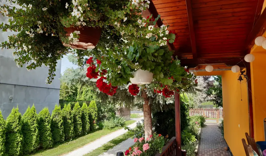 Andrea Vendghz Kehidakustny - Hsvt (min. 3 j)