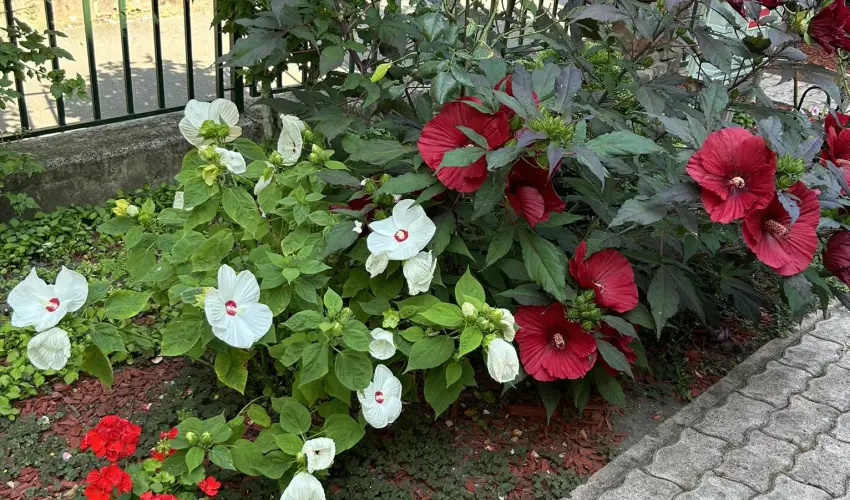 Aventurin House Rvflp - Hsvt (min. 2 j)