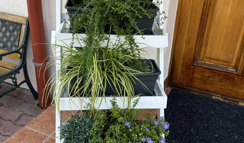 Aventurin House Rvflp - Hsvt (min. 2 j)