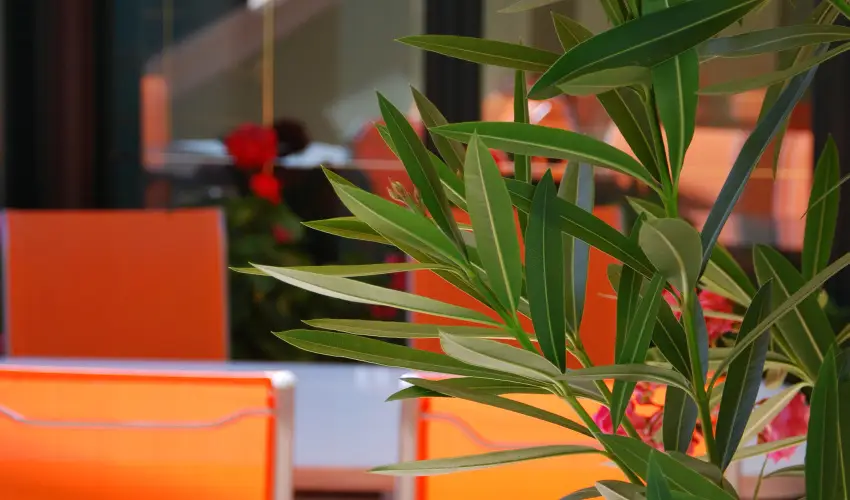 Bacchus Panzi Eger - Hsvt (min. 2 j)