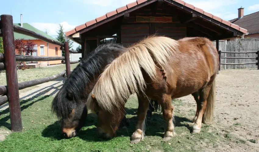 Bagolyvr Inrcs Inrcs - Hsvt 