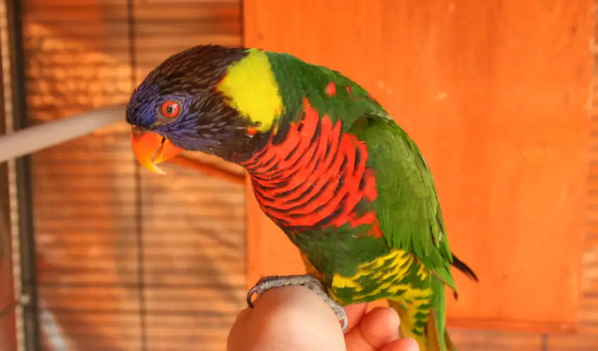 Bagolyvr Inrcs Inrcs - Hsvt 