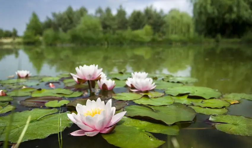 Bodrogi Kúria Wellness Hotel Inárcs - Húsvét