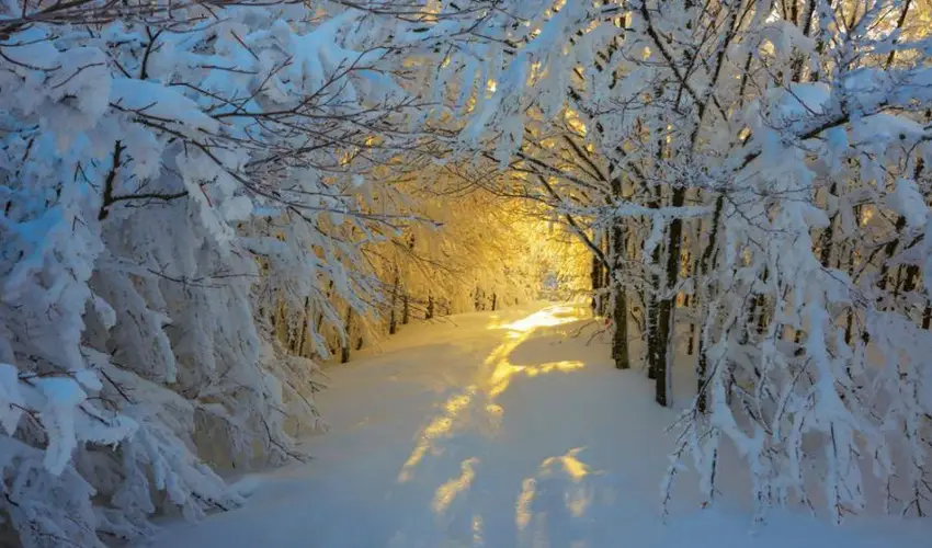 Borka Panzi Pardfrd - Hsvt