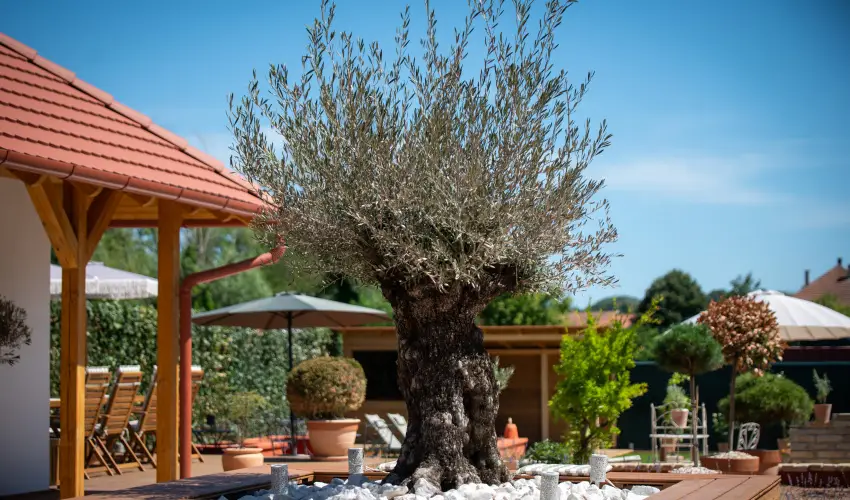 Casa Oliva Tokaj Tokaj - Hsvt