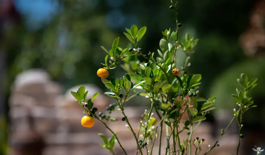 Casa Oliva Tokaj Tokaj - Hsvt