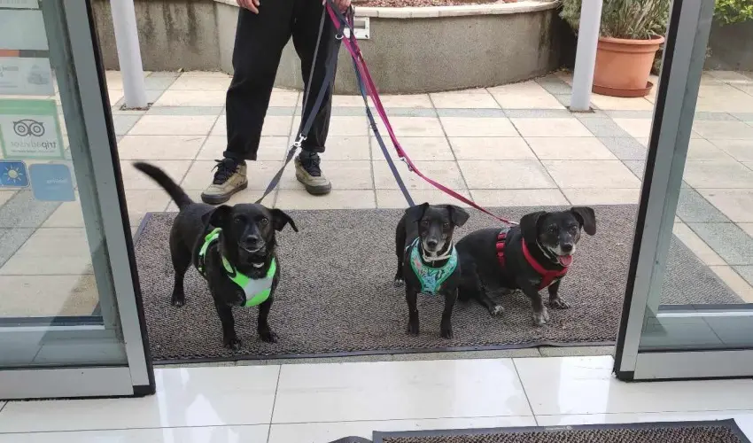 CE Plaza Hotel Si�fok - CE Plaza H�sv�t (min. 3 �j)