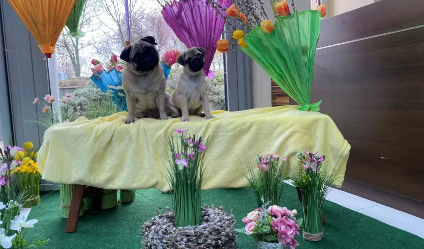 CE Plaza Hotel Si�fok - CE Plaza H�sv�t (min. 3 �j)