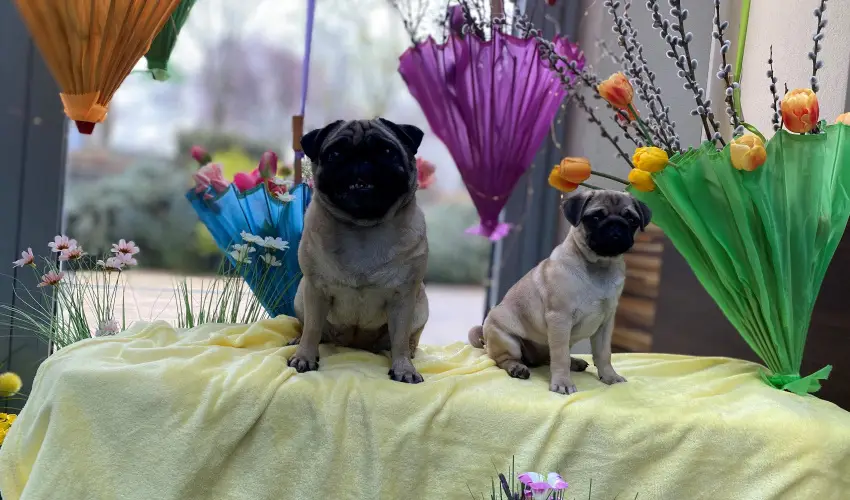 CE Plaza Hotel Si�fok - CE Plaza H�sv�t (min. 3 �j)