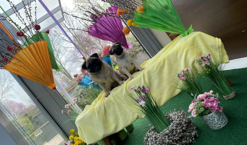 CE Plaza Hotel Si�fok - CE Plaza H�sv�t (min. 3 �j)