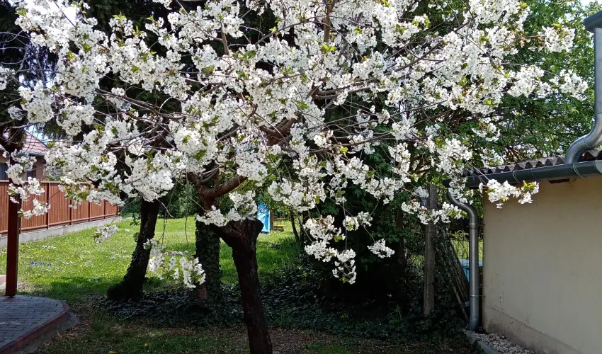 Etvs Nyaral Sifok - Hsvt (min. 4 j)