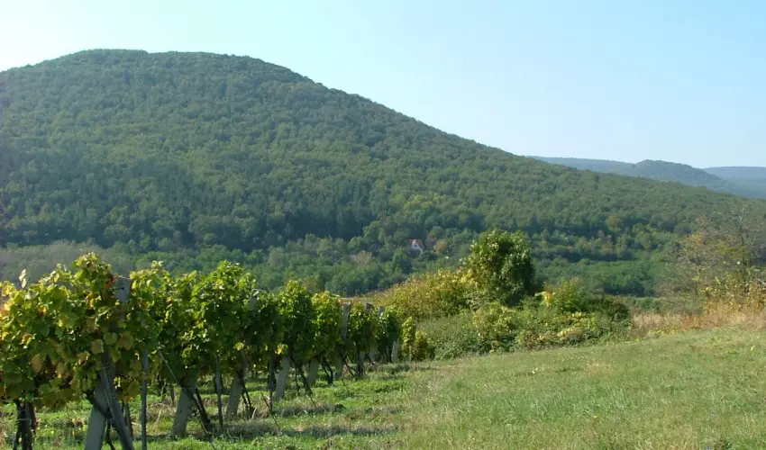 Szarvas Panzi Erdbnye - Hsvt (min. 2 j)