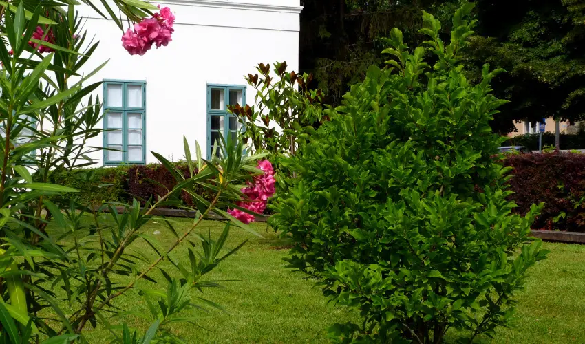 Erzsbet Nagy Szlloda Paks - Hsvt