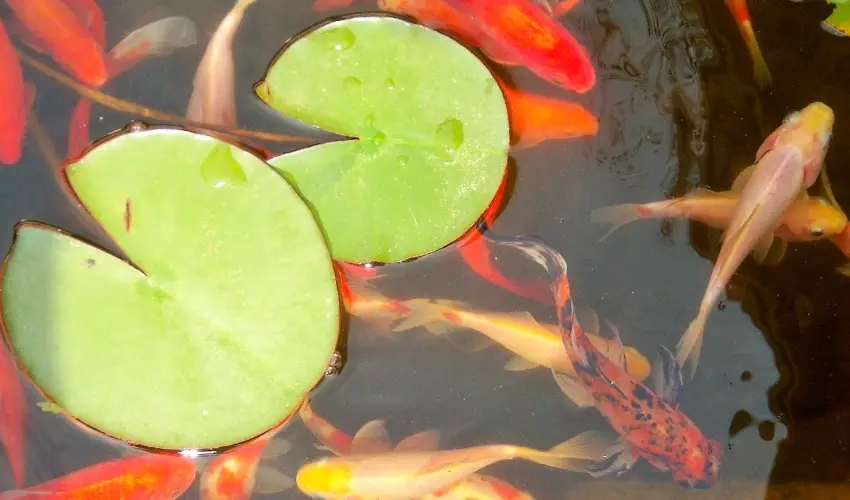 Fodor Hotel Gyula - Hsvt (min. 2 j)