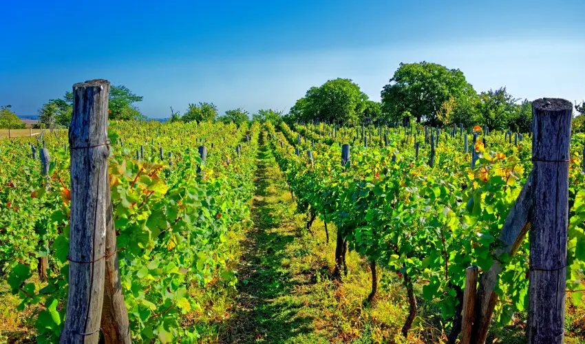 Fried Kast�ly Hotel Simontornya - H�sv�t (min. 3 �j)