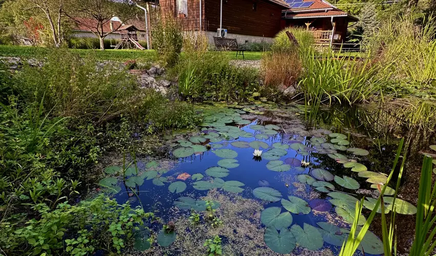 Halhza Vendghz Sirok - Hsvt (min. 3 j)