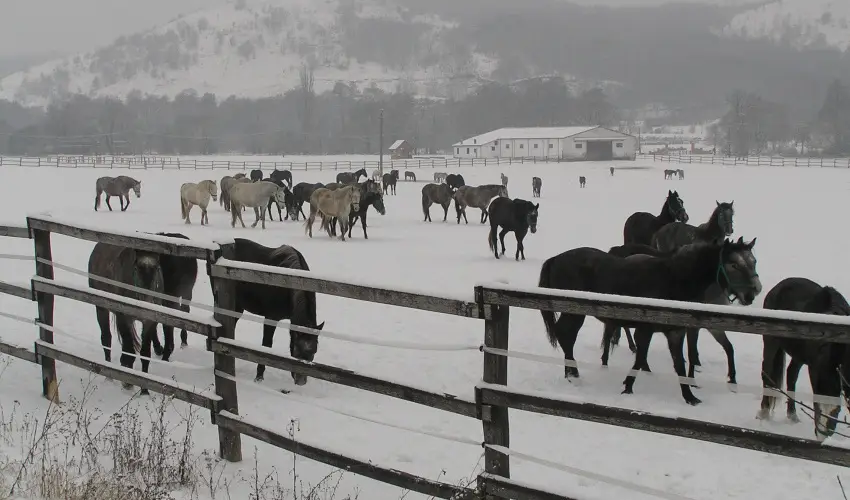 Aliz Villa Szilvsvrad - Hsvt