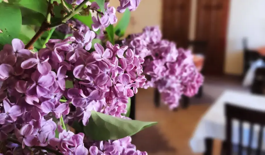 Aliz Villa Szilvsvrad - Hsvt