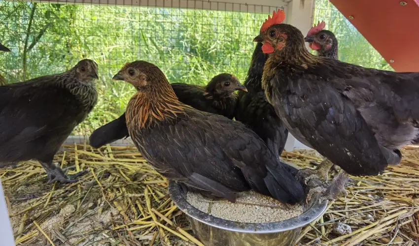 Helna Hotel & SPA Levl - Hsvt 