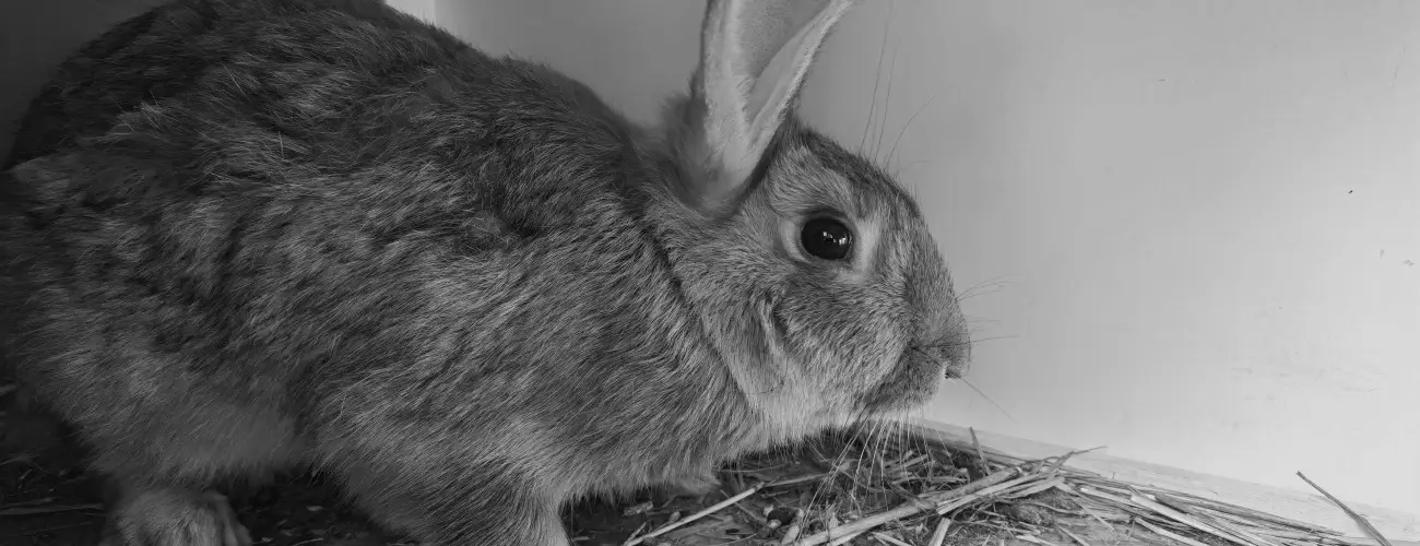 Helna Hotel & SPA Levl - Hsvt 