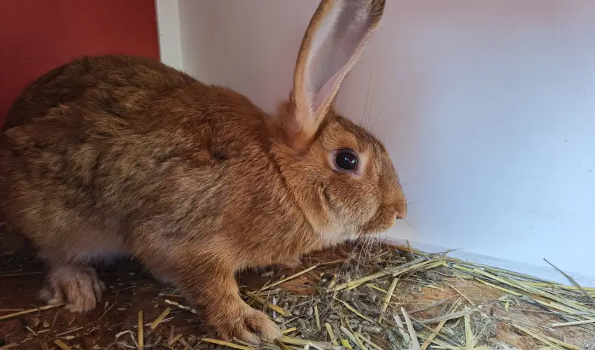 Helna Hotel & SPA Levl - Hsvt 