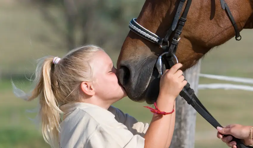 Htkti Wellness Hotel & Lovaspark Mr - Hsvt