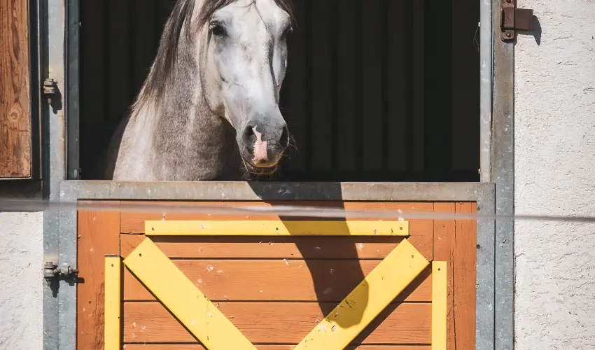 Htkti Wellness Hotel & Lovaspark Mr - Hsvt