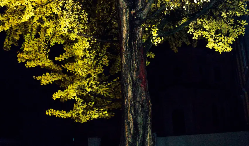 Hotel Ginkgo Hdmezvsrhely - Hsvt 