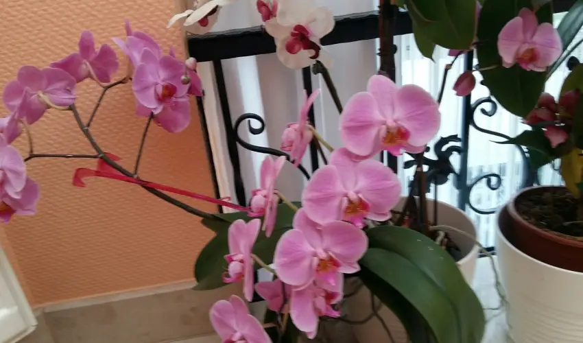 Hotel Isabell Gyr - Hsvt 