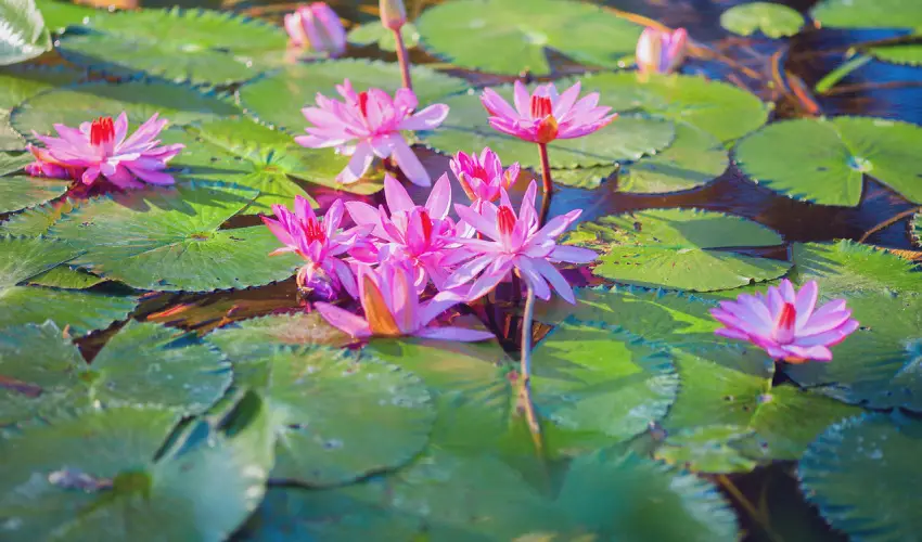 Hunguest Hotel Panor�ma H�v�z - H�sv�ti pihen�s H�v�zen, a Hunguest Panor�m�ban (min. 3 �j)