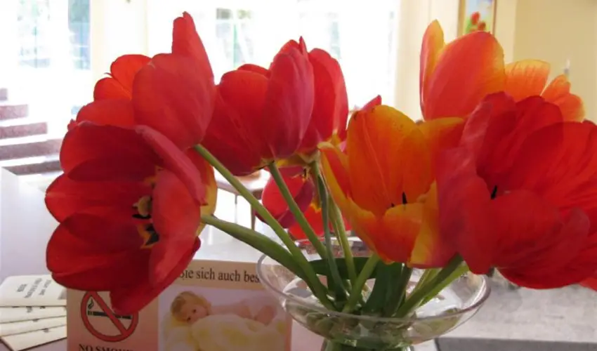 Sante Hvz Hvz - Hsvt