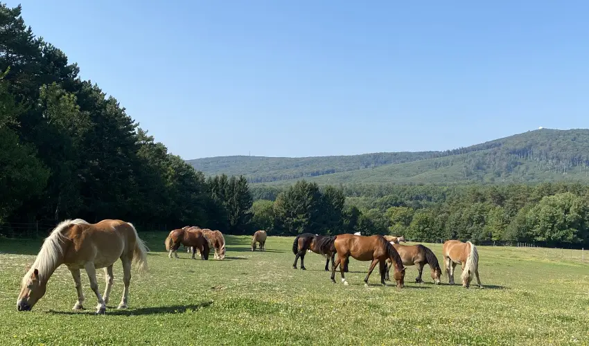 Hotel Szpalma Porva-Szpalmapuszta - Hsvt