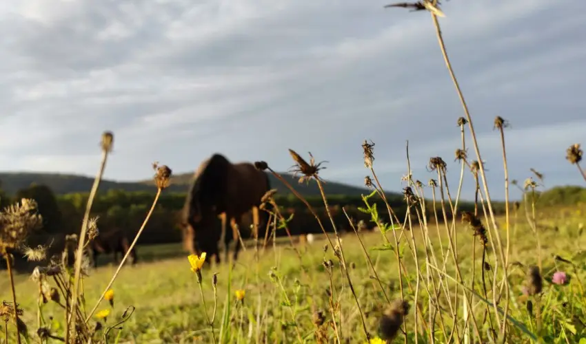 Hotel Sz�palma Porva-Sz�palmapuszta - H�sv�t (min. 3 �j)