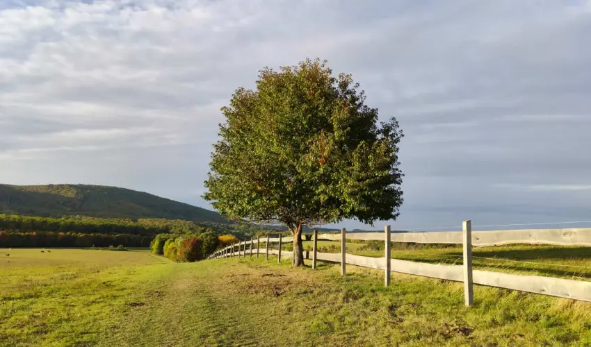 Hotel Sz�palma Porva-Sz�palmapuszta - H�sv�t (min. 3 �j)