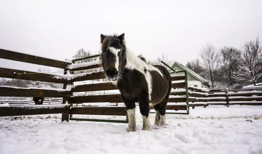 Hotel Sz�palma Porva-Sz�palmapuszta - H�sv�t (min. 3 �j)