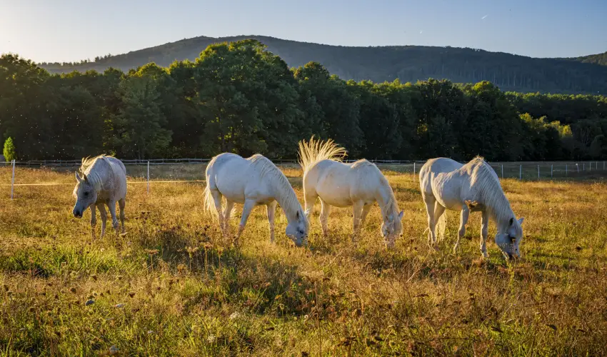 Hotel Sz�palma Porva-Sz�palmapuszta - H�sv�t (min. 3 �j)