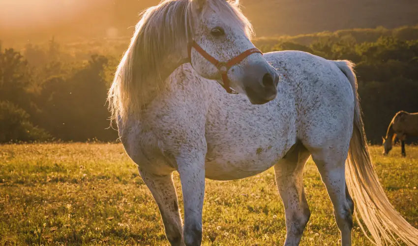 Hotel Sz�palma Porva-Sz�palmapuszta - H�sv�t (min. 3 �j)