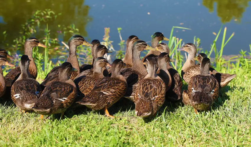 Terml Hotel Vesta Tpiszecs - Hsvt