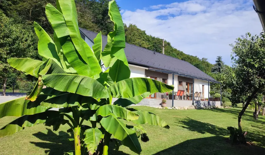 Kat�ng Vend�gh�z Tardos - H�sv�t