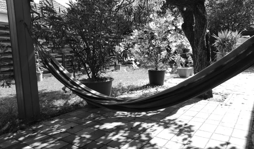 K�kmad�r Vend�gh�z Homokm�gy - H�sv�t