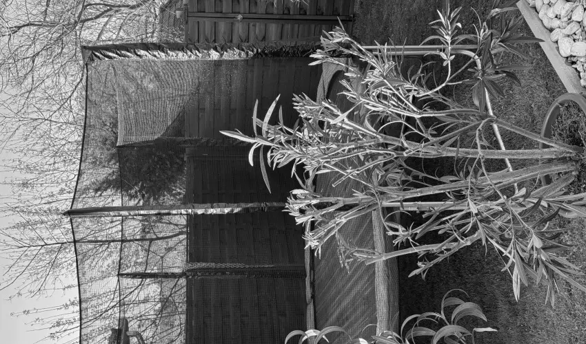 K�kmad�r Vend�gh�z Homokm�gy - H�sv�t