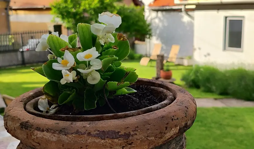 Kiskilenc Vendghz Szarvask - Hsvt (min. 2 j)