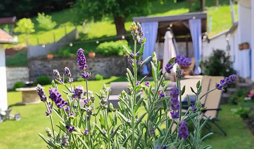 Kiskilenc Vendghz Szarvask - Hsvt (min. 2 j)