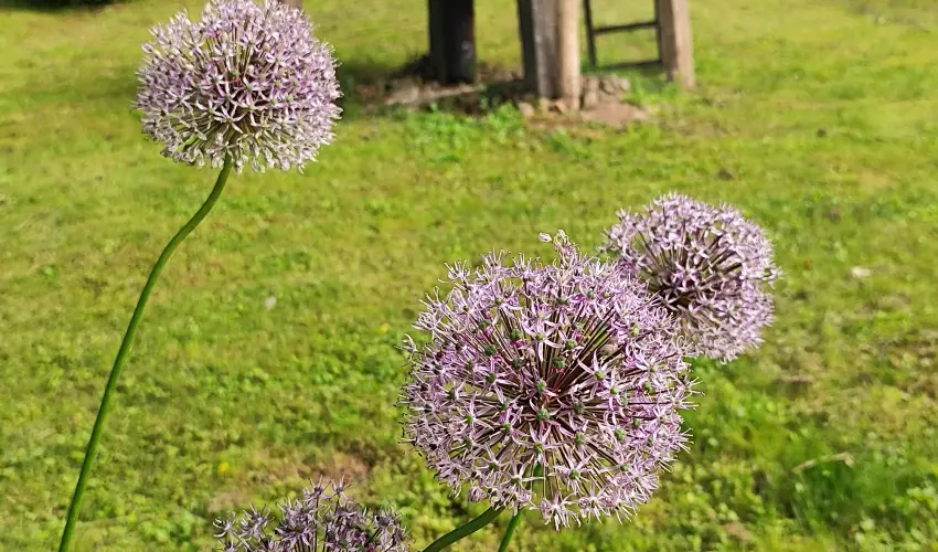 Kiskilenc Vendghz Szarvask - Hsvt (min. 2 j)